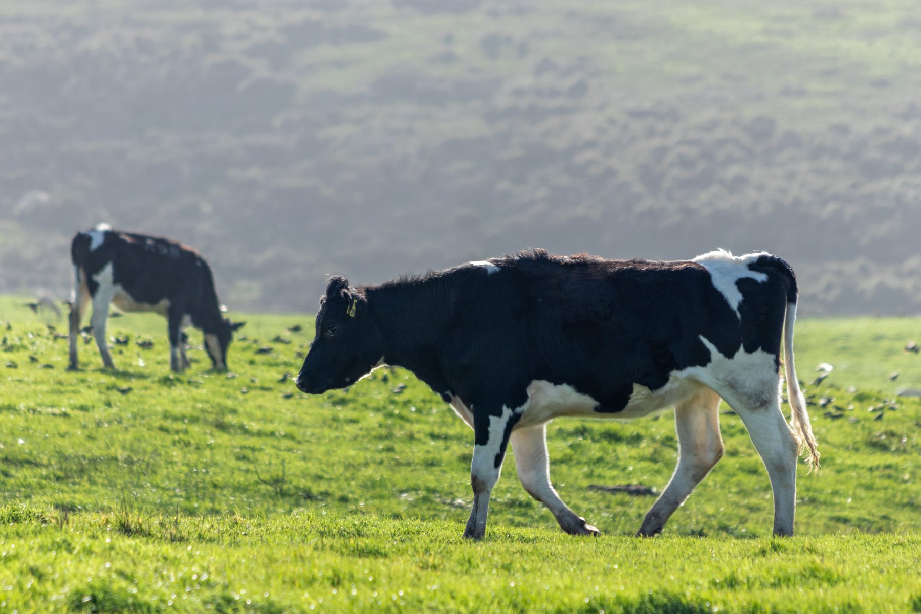 Grass-fed cow grazing in a green Irish field